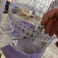 عروس هلندی خاکستری دستی