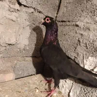 نر کلاغ سیستان گردن کلفت