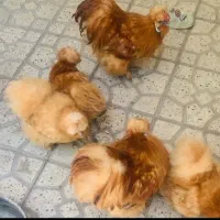 جوجه ابریشمی