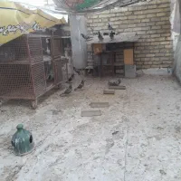 کبوترپلاکی۳۰۰|پرنده|خمینی‌شهر, |دیوار