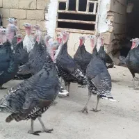 روستای هلوش|حیوانات مزرعه|پلدختر, |دیوار