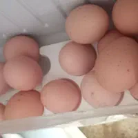 تخم مرغ محلی