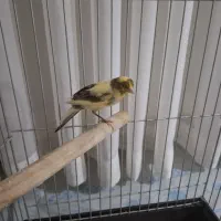 قناری چند ماهه کوچیک سرحال و زبرو زرنگ|پرنده|کرج, حصارک پایین|دیوار