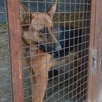 واگذاری سگ نگهبان|سگ|نوکنده, |دیوار