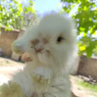بچه خرگوش لوپ