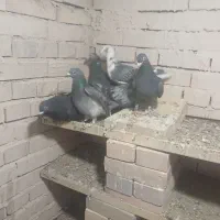 کبوتر مسافتی