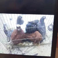 ۱۰عددکبوتر