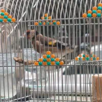 سهره سرسیاه 3گل طوق دار|پرنده|شیراز, بازار|دیوار