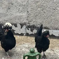 مرغ تخمگذار لهستانی و سلطان