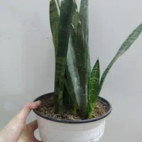 گل های خانگی|گل و گیاه طبیعی|میبد, |دیوار