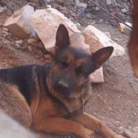 سگ ژرمن|سگ|بیرجند, |دیوار