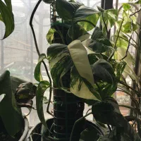 فروش گل و گیاه ابلق|گل و گیاه طبیعی|ساری, |دیوار