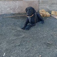 سگ ماده|سگ|کرمانشاه, |دیوار