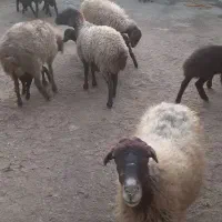 میش و بره .|حیوانات مزرعه|گل تپه, |دیوار