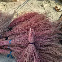 جارو  باغی دالهو