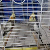 عروس هلندی جفت به همراه قفس