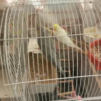 جفت عروس هلندی و کوتوله برزیلی