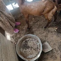 گوسفند