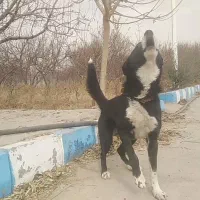 واگذاری سگ نگهبان آدمی