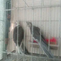 جوجه عروس هلندی
