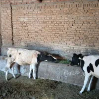 دو تا گوساله ماده|حیوانات مزرعه|تبریز, |دیوار