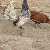 مرغ خروس سیبرایت مینیاتوری گلد سیلور
