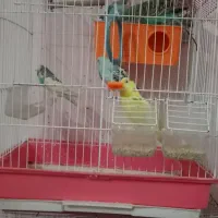 مرغ عشق|پرنده|مشهد, شترک|دیوار