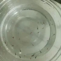 ماهی گوپی آکواریومی