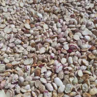 لوبیای آشی|خوردنی و آشامیدنی|صدرا-فارس, فاز ۱|دیوار