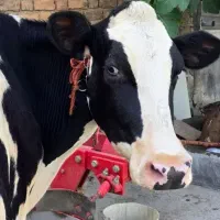 اینک آلیام