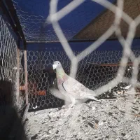 کبوتر گرفتنی