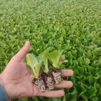 نشا انواع صیفی جات