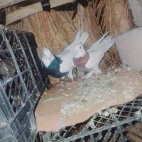 طوقی