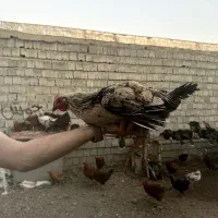 خروس گلپایگانی