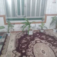 گل آپارتمانی