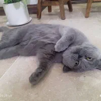 اسکاتیش نر رایگان نیست|گربه|پردیس, فاز ۸|دیوار