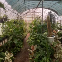 گلکده سام سیاهکل|گل و گیاه طبیعی|سیاهکل, |دیوار