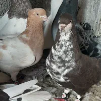 کفتر شهری|پرنده|جم, |دیوار