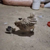 مرغ با جوجه