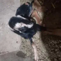 بز و بزقاله