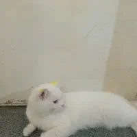 گربه پرشین نردوساله