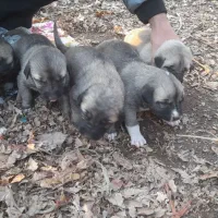 سگ سرابی اصیل