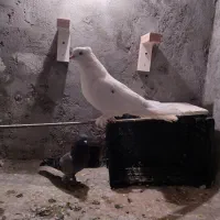 چند عدد کبوتر زیبا و سرحال