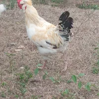 مرغ همچی تموم