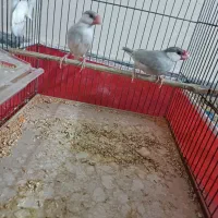 فنچ سیلور|پرنده|بوشهر, |دیوار