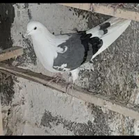 کبوتر  اورجینال