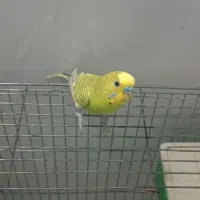 مرغ عشق|پرنده|سیرجان, |دیوار