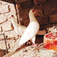 جوجه سفید سیستان نر و سر سفید