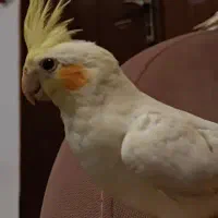 عروس هلندی نر و ماده|پرنده|لنگرود, |دیوار