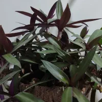 گل بنفشه آمریکایی (قاشقی بنفش)|گل و گیاه طبیعی|ماهان, |دیوار